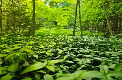 725 Purple Valley Road South Bruce Peninsula Ontario N0H 2T0